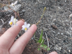 Cyanella