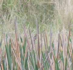 Cisticola exilis
