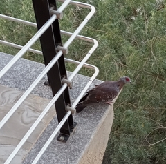 Columba guinea