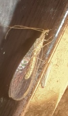 Eremochrysa punctinervis