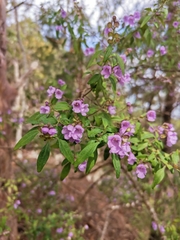 Prostanthera