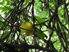 Citrus × taitensis