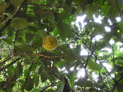 Citrus × taitensis
