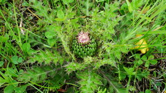 Cirsium drummondii