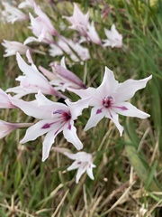 Gladiolus carneus