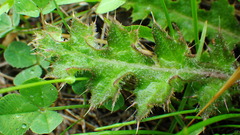 Cirsium drummondii