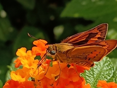 Cephrenes trichopepla