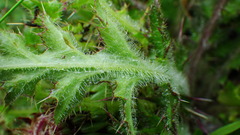 Cirsium drummondii