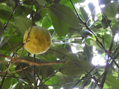 Citrus × taitensis