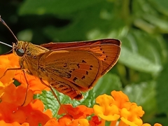 Cephrenes trichopepla