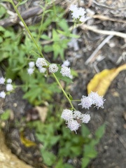 Fleischmannia incarnata