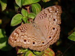 Junonia atlites atlites