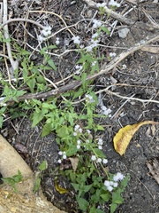 Fleischmannia incarnata