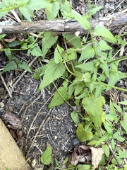 Fleischmannia incarnata