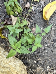 Fleischmannia incarnata