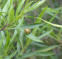 Paropsisterna cloelia