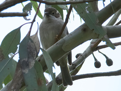 Melithreptus brevirostris