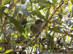 Melithreptus brevirostris