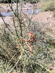 Koeberlinia spinosa
