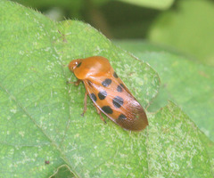 Cosmoscarta septempunctata