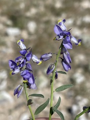 Polygala magdalenae