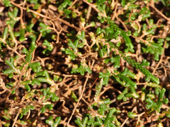 Selaginella sanguinolenta