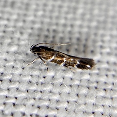 Stagmatophora argyrostrepta