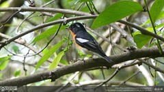 Ficedula mugimaki