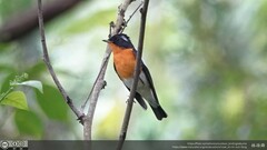 Ficedula mugimaki