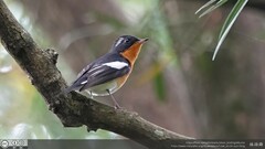 Ficedula mugimaki