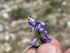 Polygala magdalenae