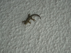 Lygodactylus capensis