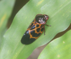 Leptataspis rotundata