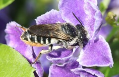 Megachile igniscopata