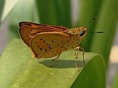 Cephrenes trichopepla