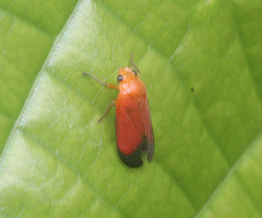 Callitettix braconoides