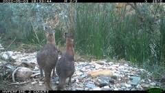 Osphranter robustus erubescens