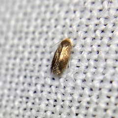 Nepticuloidea