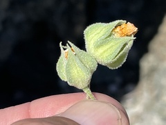 Abutilon californicum