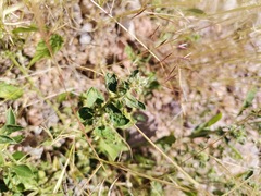 Ditaxis serrata