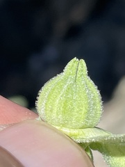 Abutilon californicum