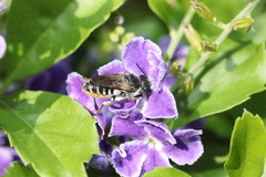 Megachile igniscopata