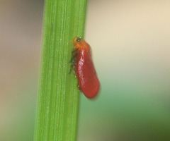 Eoscarta borealis