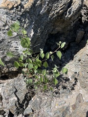 Abutilon californicum