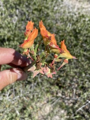 Euphorbia lomelii
