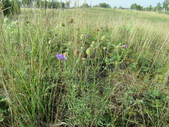Scabiosa comosa