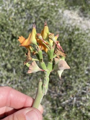Euphorbia lomelii