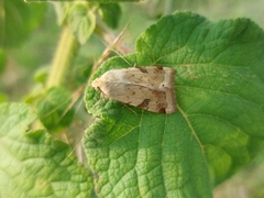 Heliothis