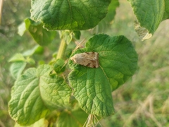 Heliothis