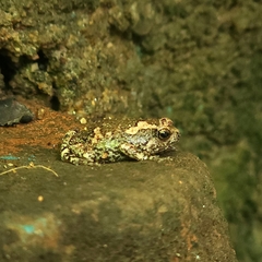 Uperodon taprobanicus